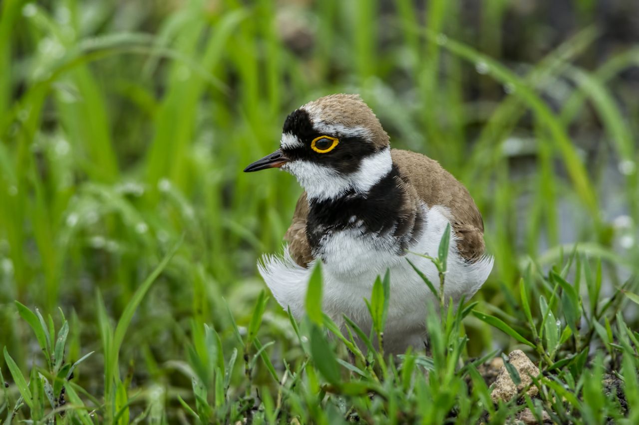 Corriere piccolo (Charadrius dubius)